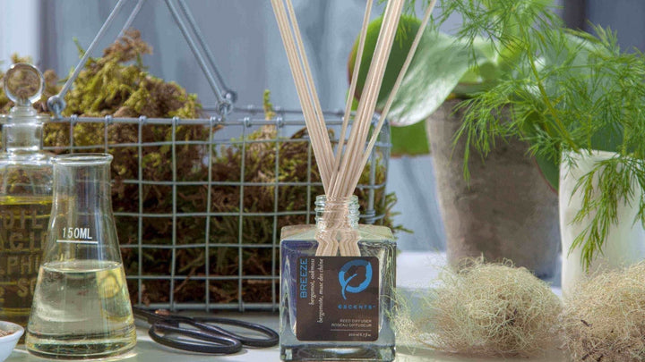 5 Tips To Make the Most Out of Your Reed Diffusers - Escents 