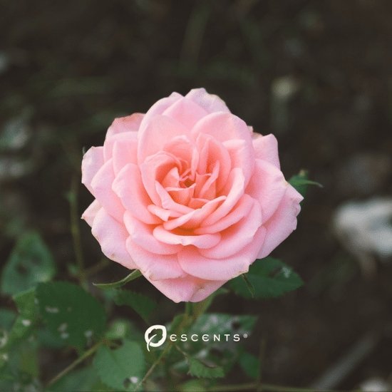 The Queen of Essential Oils - Rose Oil - Escents 