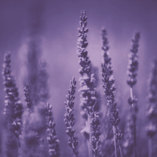Lavender Shampoo