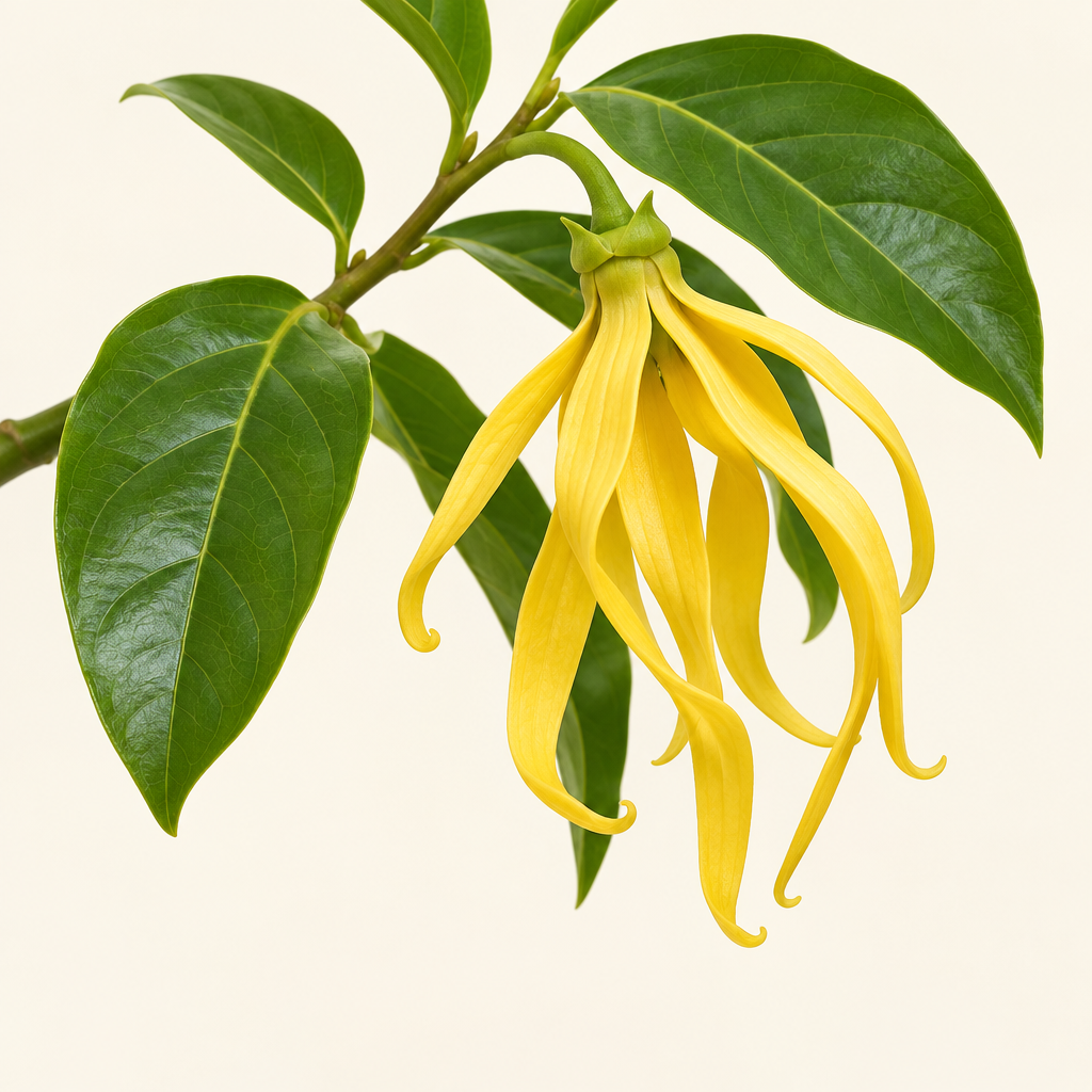 Ylang Ylang flower — Body Butter Wild Gardenia top note | Escents Aromatherapy