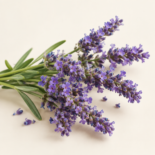 Lavender blossoms — top note of Spray Lotion Dali | Escents Aromatherapy