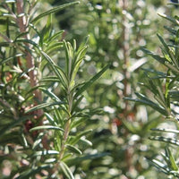 Breathe Easy - Premium Aroma at Home, Synergy Blend from Escents Aromatherapy - !