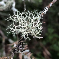 Breeze - Premium Aroma at Home, AROMA BLEND from Escents Aromatherapy Canada - !