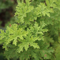 Bug Off - Premium Aroma at Home, Synergy Blend from Escents Aromatherapy - !