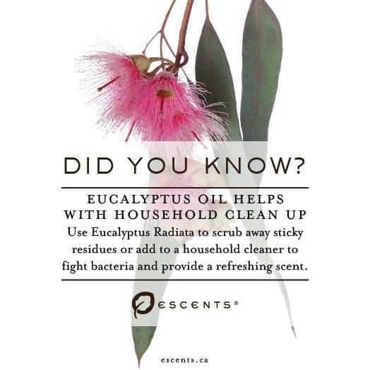 Eucalyptus Radiata - Escents