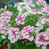 Fusion - Premium Aroma at Home, AROMA BLEND from Escents Aromatherapy Canada - !