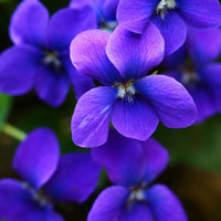 Happy - Premium Aroma at Home, AROMA BLEND from Escents Aromatherapy Canada - !