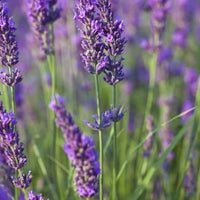 Lavender Body Mist Bundle - Escents