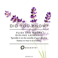 Lavender France - Escents Aromatherapy www.Escentsaromatherapy.com