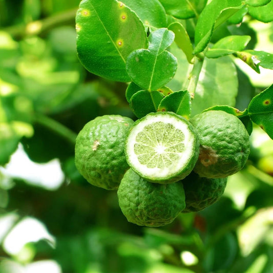 Oak - Premium Aroma at Home, AROMA BLEND from Escents Aromatherapy Canada Canada - !