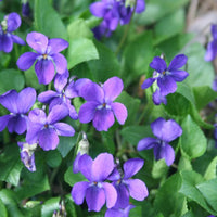 Rain - Premium Aroma at Home, AROMA BLEND, Seasonal from Escents Aromatherapy Canada - !