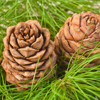 Rain - Premium Aroma at Home, AROMA BLEND, Seasonal from Escents Aromatherapy Canada - !