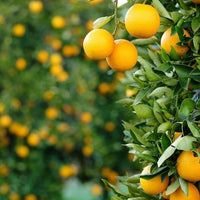 Relax - Premium Aroma at Home, Synergy Blend from Escents Aromatherapy - !