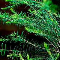 Roll-On Blemish B'Gone - Premium Natural Wellness, Roll On from Escents Aromatherapy - !