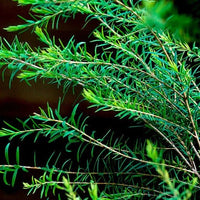 Roll-On Cold & Flu - Premium Natural Wellness, Roll On from Escents Aromatherapy - !