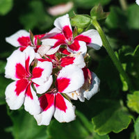 Roll-On Cooling Harmony - Premium Natural Wellness, Roll On from Escents Aromatherapy Canada - !