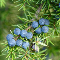 Roll-On Detoxify - Premium Natural Wellness, Roll On from Escents Aromatherapy - !