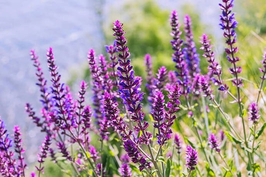 Roll-On Harmony - Premium Natural Wellness, Roll On from Escents Aromatherapy - !