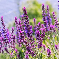 Roll-On Harmony - Premium Natural Wellness, Roll On from Escents Aromatherapy - !