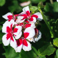 Roll-On Harmony - Premium Natural Wellness, Roll On from Escents Aromatherapy - !