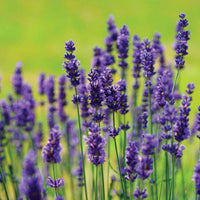 Roll-On Lavender - Premium Natural Wellness, Roll On from Escents Aromatherapy Canada - !