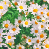 Roll-On Sleep - Escents