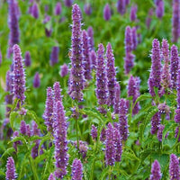 Sensuality - Premium Aroma at Home, Synergy Blend from Escents Aromatherapy Canada - !