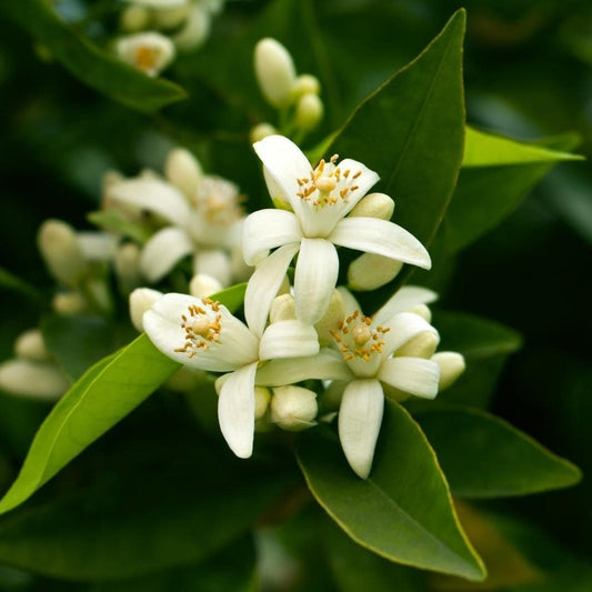 Stress Relief - Premium Aroma at Home, Synergy Blend from Escents Aromatherapy Canada - !