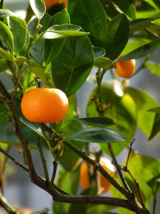Tea Garden - Premium Aroma at Home, AROMA BLEND from Escents Aromatherapy Canada - !