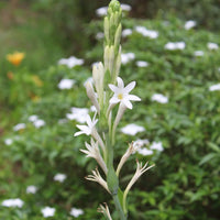 Tuberose - Premium Aroma at Home, AROMA BLEND from Escents Aromatherapy Canada - !