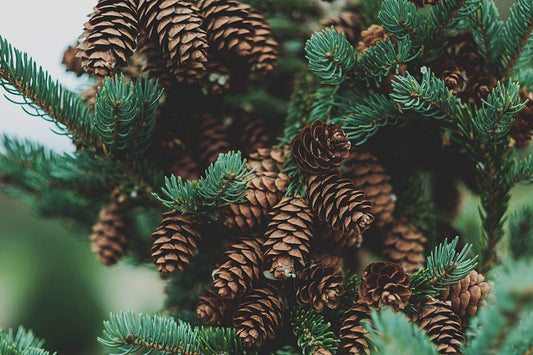 West Coast Pine - Premium Aroma at Home, AROMA BLEND, Seasonal from Escents Aromatherapy Canada - !