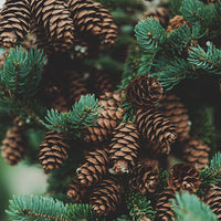 West Coast Pine - Premium Aroma at Home, AROMA BLEND, Seasonal from Escents Aromatherapy Canada - !
