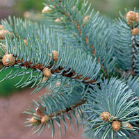West Coast Pine - Premium Aroma at Home, AROMA BLEND, Seasonal from Escents Aromatherapy Canada - !