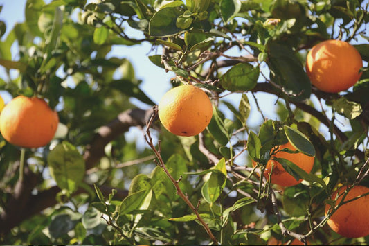 Uplift Your Mood Naturally: The Power of Citrus Aromatherapy