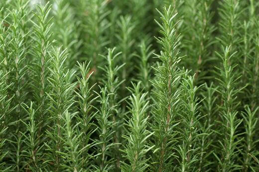 Benefits of Rosemary Essential Oil - Escents 