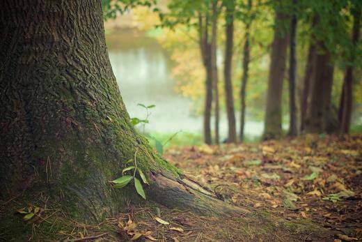 Fall Forest Recipe - Escents 
