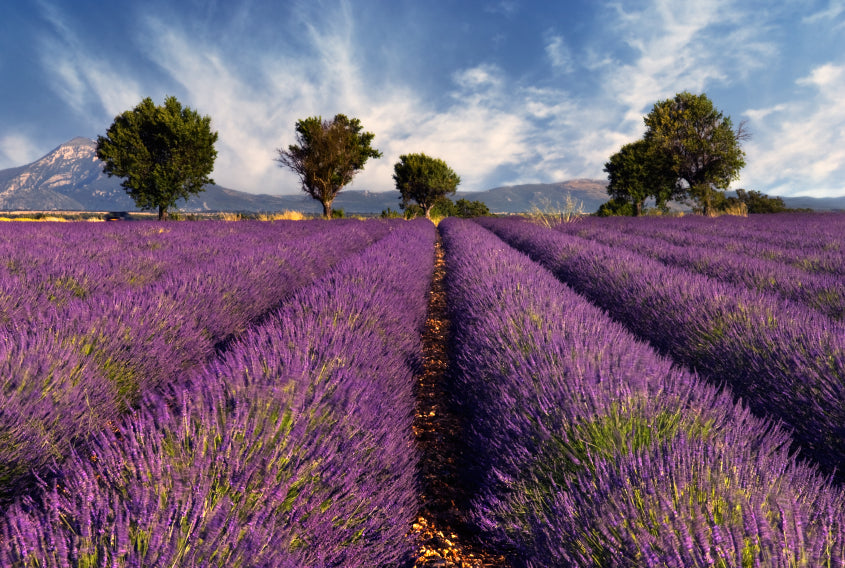 Stress Relief as Seen on Oprah & Dr. Oz — Voted #1 for Reducing Stress