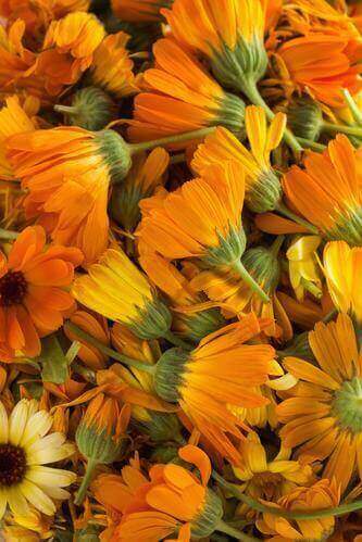 The Benefits of Calendula Extract - Escents 