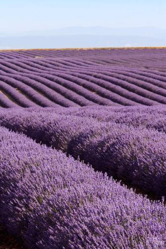 Top 21 Uses For Lavender Every Day! - Escents 