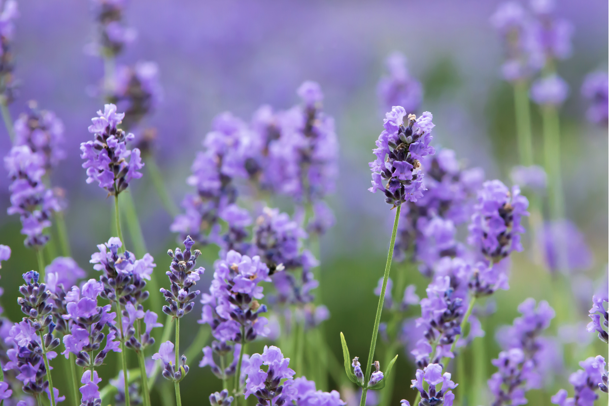 Spring Flowers Collection