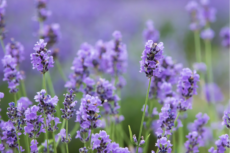 Spring Flowers Collection