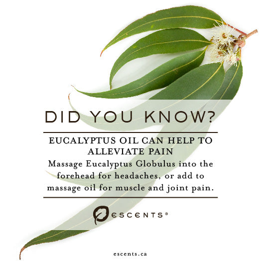 Eucalyptus Aromatherapy Collection