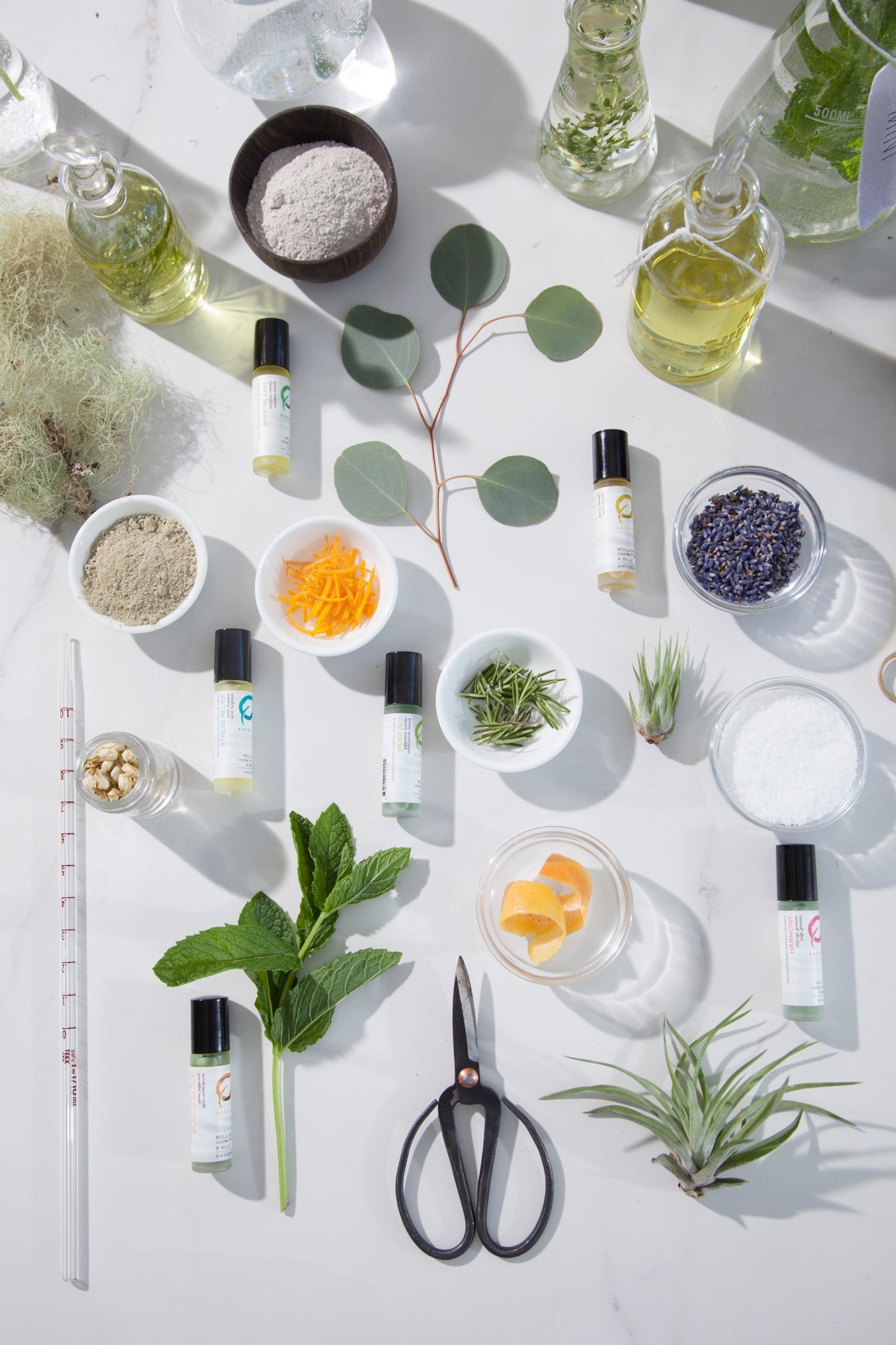 Wellness Synergy Blends