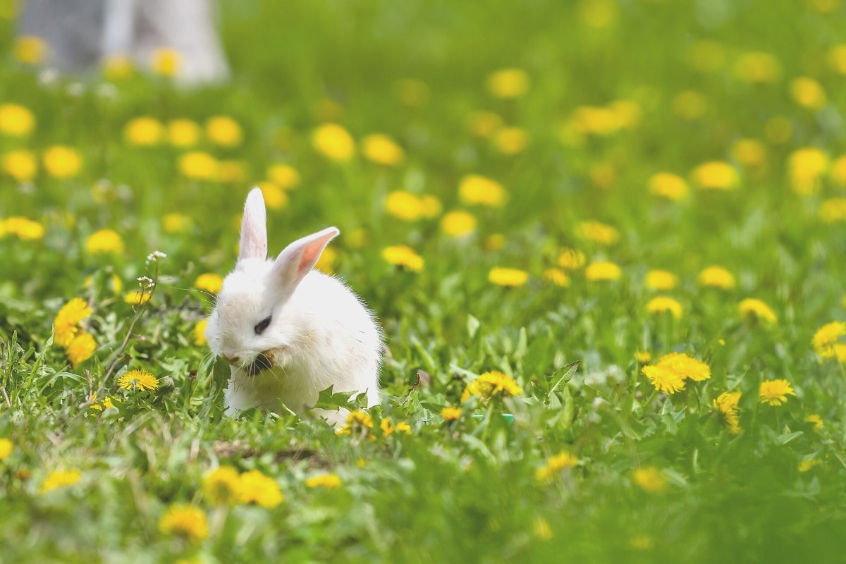 Countdown to Easter - Escents 