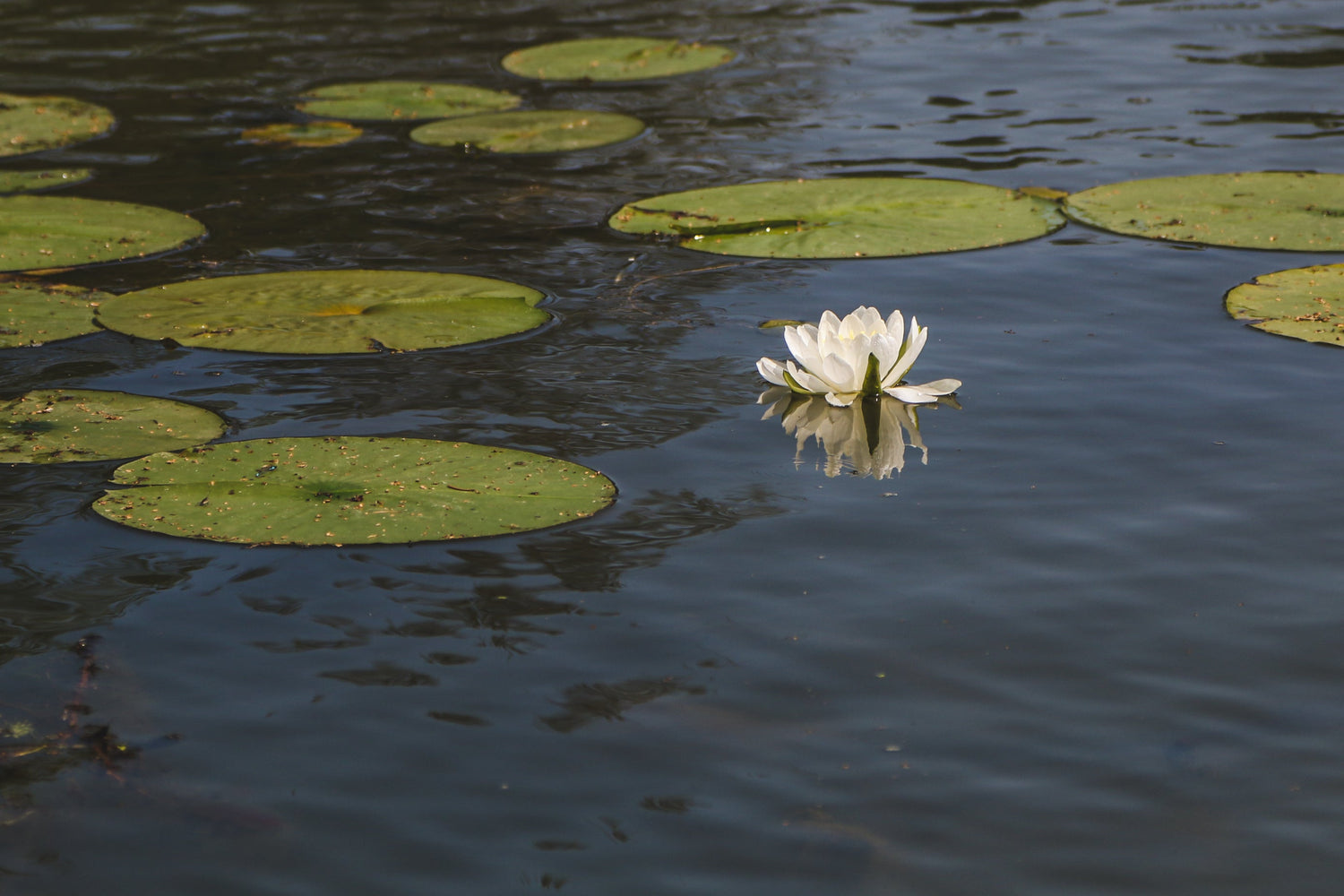 Water Lily Collection