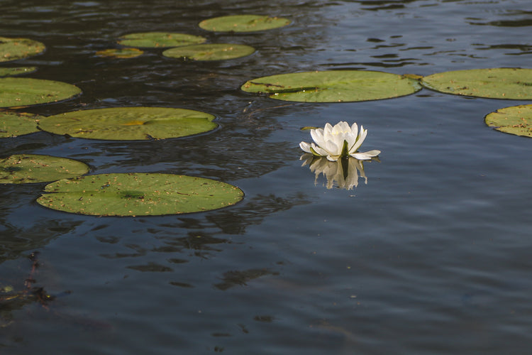 Water Lily Collection