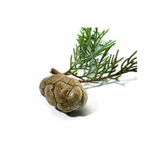 Cypress — Evergreen sprig and cone | Escents Aromatherapy