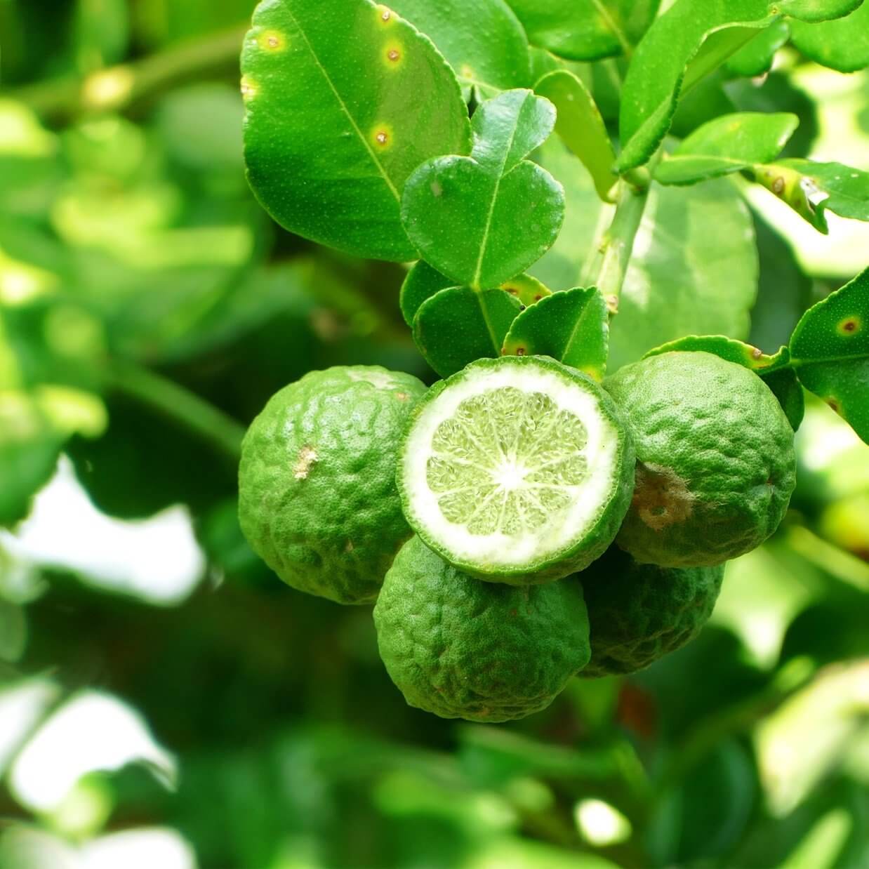 Bergamot - Escents Aromatherapy