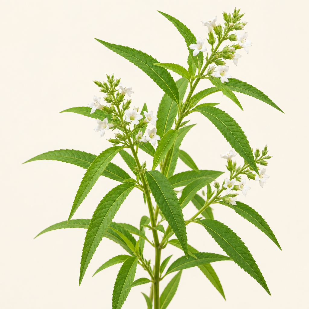 Verbena herb and flowers — Body Butter Fusion top note | Escents Aromatherapy