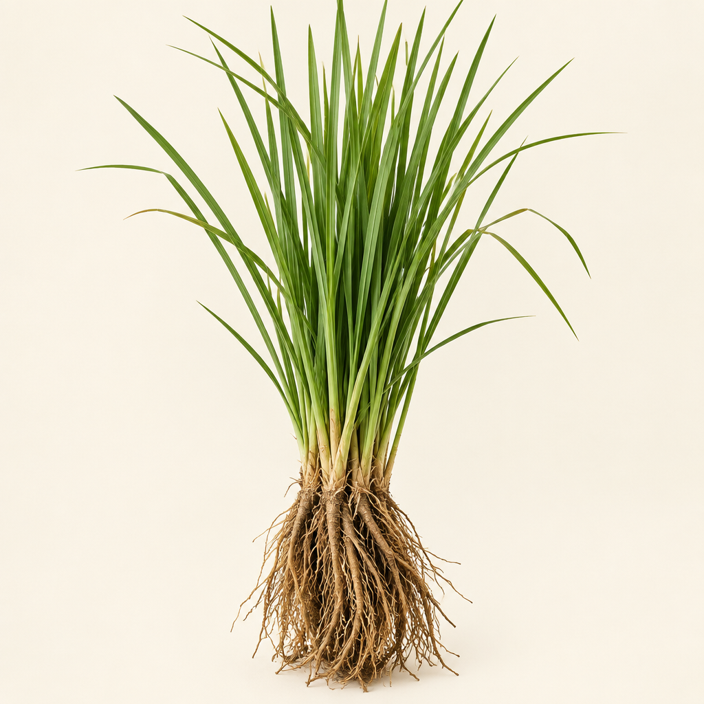 Vetiver grass and roots — Body Butter Picasso top note | Escents Aromatherapy
